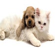 Ícone do programa: Dog and Cat New Tab Start…