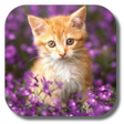 Programikonen: Double Cat Live Wallpaper