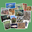 Иконка программы: IDentifyIt Species
