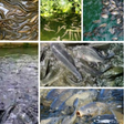 Icon of program: Guide to Freshwater Fish …