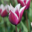 Ikona programu: Plant  Flower Identificat…