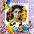 程序图标：Parrot Photo Frame