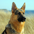 程序图标：German Shepherd Dog Wallp…