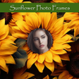 أيقونة البرنامج: Sunflower Photo Frames