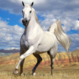 Icon of program: Horses Jigsaw Puzzles