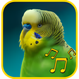 プログラムのアイコン：Budgie sounds Chirping