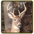 Programikonen: Whitetail deer calls soun…