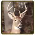 Whitetail deer calls sounds