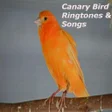 程序图标：Canary Bird Ringtones  So…