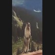 Programikonen: Screaming Beaver