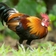 ไอคอนของโปรแกรม: Red junglefowl calls