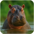 プログラムのアイコン：The Hippo