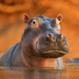 Programikonen: The Hippo