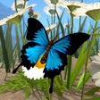 プログラムのアイコン: Butterfly Simulator