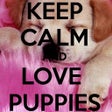 Programikonen: Keep Calm 4 PUPPIES
