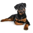 程序图标：Rottweiler Wallpapers