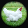 أيقونة البرنامج: Chicken Shoot Sniper Hunt…