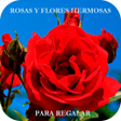 程序图标：Rosas Con Frases Bonitas