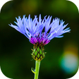 プログラムのアイコン：Blur Image - DSLR focus e…