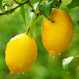 程序图标：Fruit Tree Wallpapers HD