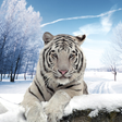 プログラムのアイコン：Arctic Tiger Simulator: W…