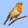 プログラムのアイコン：European Birds Songs  Cal…