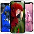 أيقونة البرنامج: cute birds wallpaper