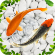 Icon of program: Fish Live Wallpaper 2021:…