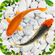 Symbol des Programms: Fish Live Wallpaper 2021:…