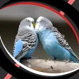 Live Wallpapers - Love Birds