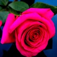 程序图标：Rose Wallpapers