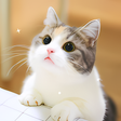 程序图标：Cute Cat HD Wallpapers