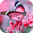 Programikonen: Butterfly HD Wallpapers