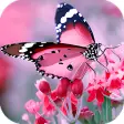 Butterfly HD Wallpapers