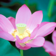 Programikonen: Lotus Live Wallpaper