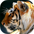 程序图标：Animals Backgrounds