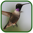 Programikonen: Birds Images App