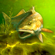 Иконка программы: My Fishing World