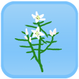程序图标：シンプル植物リスト山野草編