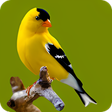 أيقونة البرنامج: Bird Wallpaper