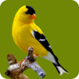 Programikonen: Bird Wallpaper