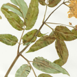 Programikonen: Biology Quiz
