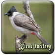 أيقونة البرنامج: Suara Burung Kutilang Off…