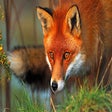 Programın simgesi: Fox Wallpaper New Tab