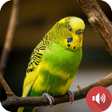 Programikonen: Budgerigar Sounds