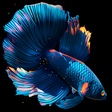 Ícone do programa: Betta Fish