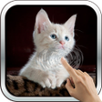程序图标：Sleeping Kitty 3D Wallpap…