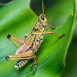 Icon of program: Grasshopper HD Wallpapers…