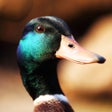 프로그램 아이콘: Duck Sounds