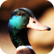 Ikon program: Duck Sounds